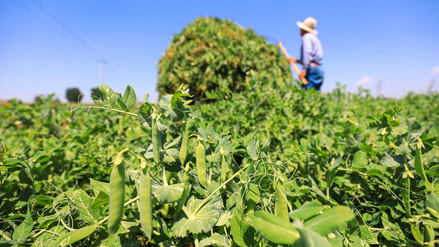河北省唐山市灤南縣宋道口鎮(zhèn)崔董各莊村農(nóng)民在田間收獲豌豆。張永新攝