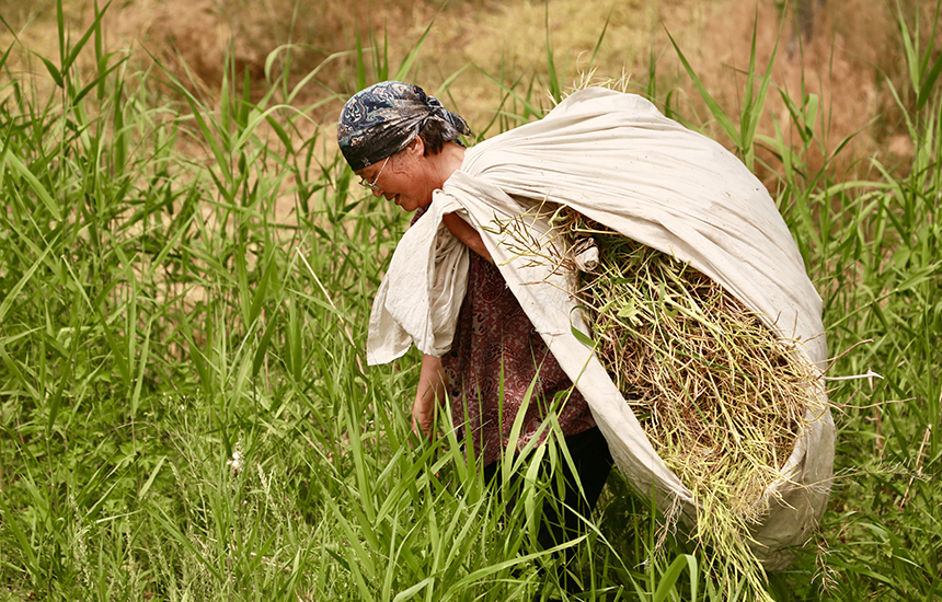 村民在收割油菜花，臉上綻放著豐收的喜悅。陳英華攝