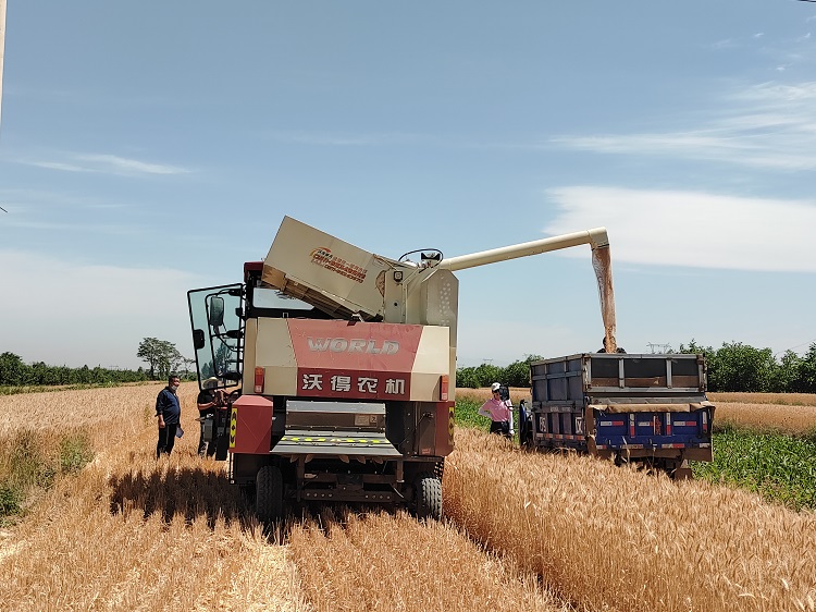 臨汾市堯都區(qū)賈得鄉(xiāng)大王村麥?zhǔn)宅F(xiàn)場。劉婷婷攝