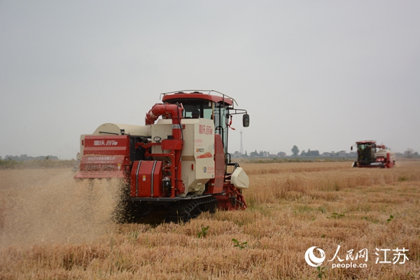 5月下旬，勝利圩高標(biāo)準(zhǔn)農(nóng)田內(nèi)，大型收割機(jī)作業(yè)。韋東寧攝