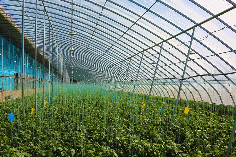 智慧蔬菜富民生。