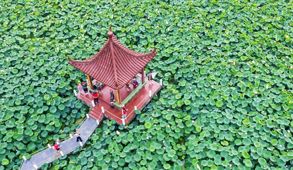 圖為金湖萬(wàn)畝荷花蕩。陳義寶攝