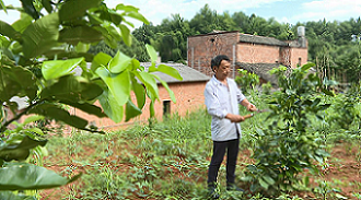 泉塘村村民正在修剪柚子樹樹枝。單位供圖