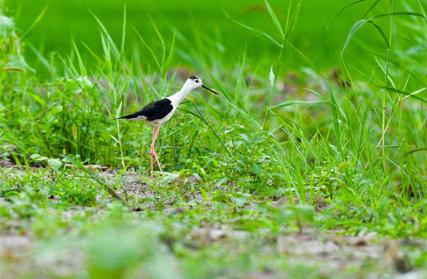 生態(tài)綠屏修復完成，吸引眾多野生動物在此棲息繁衍。翟鑫彬攝