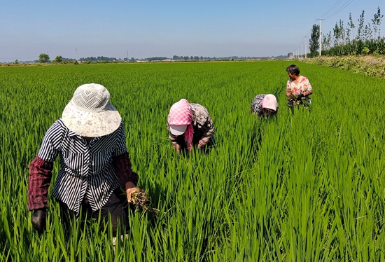 7月15日，農民在河北省玉田縣石臼窩鎮(zhèn)王家樓村稻田勞作。 張仁杰攝