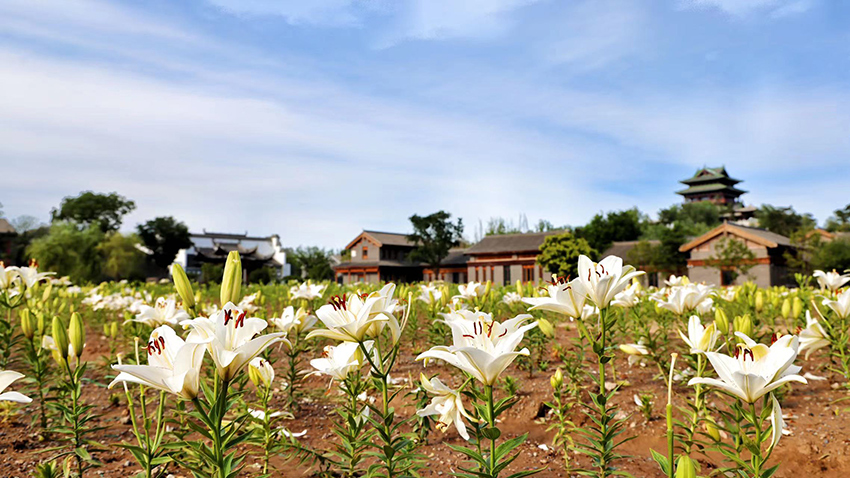 北京世園公園百合陸續(xù)盛放。(北京世園公園供圖)