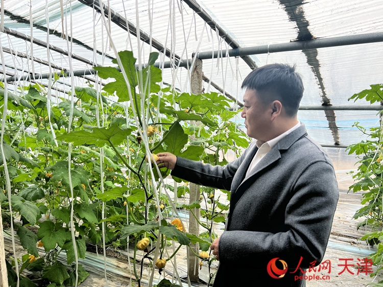 西青區(qū)辛口鎮(zhèn)大杜莊村黨總支書記、村委會(huì)主任畢紅鴿介紹當(dāng)下大棚里種植的造型奇特的文玩葫蘆。  人民網(wǎng) 孫翼飛攝