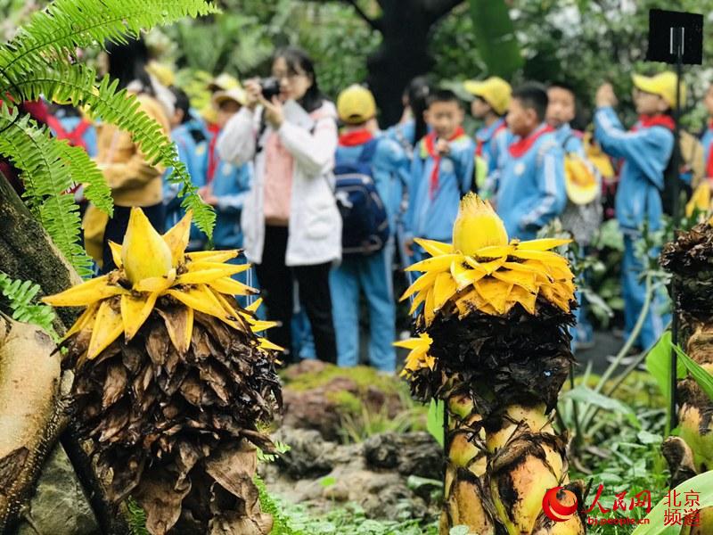 植物館里的地涌金蓮。地涌金蓮原產(chǎn)中國(guó)云南，為中國(guó)特產(chǎn)花卉。人民網(wǎng) 董兆瑞攝