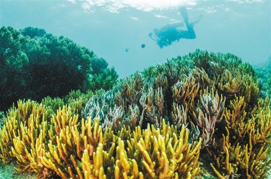 在三亞蜈支洲島附近海域，游客在體驗(yàn)海底美景。 本報(bào)記者 武威 通訊員 韋尚婷 攝