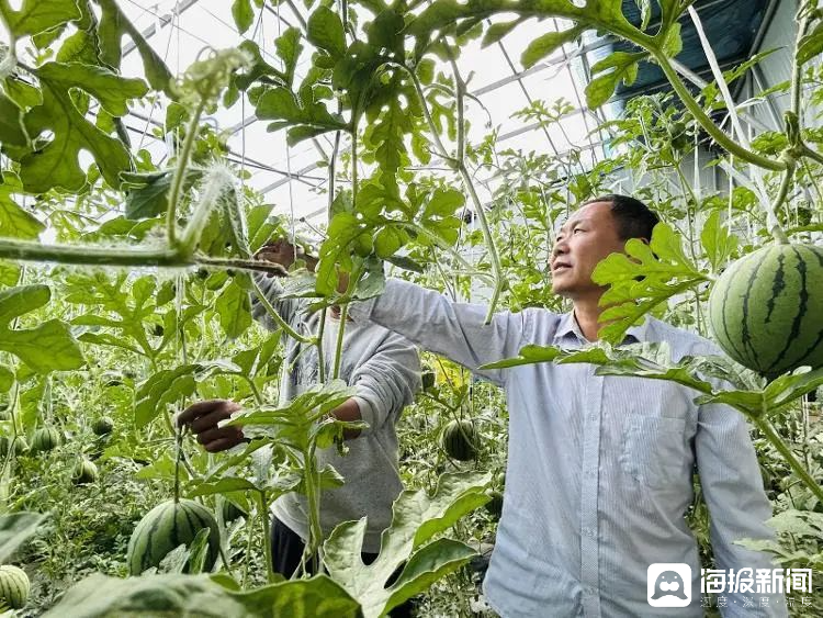 西瓜、藍莓、草莓上高原！山東濰坊援藏組因地制宜打造特色蔬菜發(fā)展中心
