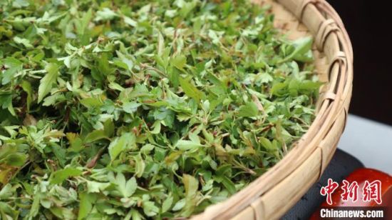 圖為班瑪藏雪茶?！O睿 攝