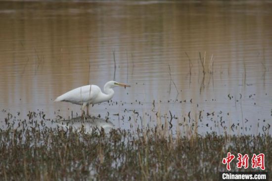 圖為大白鷺?？婶斂撕?托素湖自然保護(hù)區(qū)服務(wù)中心供圖 　　