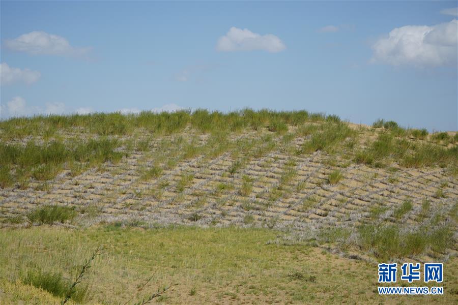 （決戰(zhàn)決勝脫貧攻堅(jiān)·圖文互動(dòng)）（3）高原鄉(xiāng)鎮(zhèn)沙珠玉 治沙斗貧成“綠?！薄嗪Ｊ」埠涂h沙珠玉鄉(xiāng)采訪見聞