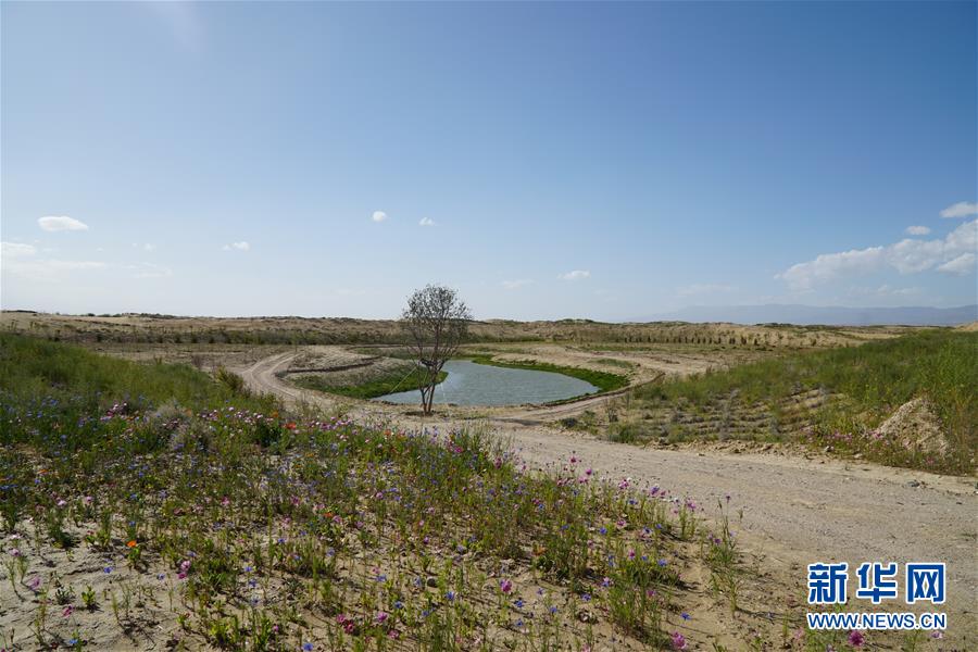 （決戰(zhàn)決勝脫貧攻堅(jiān)·圖文互動(dòng)）（4）高原鄉(xiāng)鎮(zhèn)沙珠玉 治沙斗貧成“綠?！薄嗪Ｊ」埠涂h沙珠玉鄉(xiāng)采訪見聞