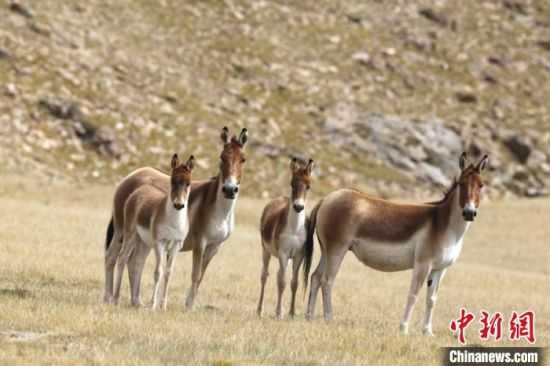 圖為三江源國(guó)家公園資料圖。三江源國(guó)家公園管理局供圖 　　