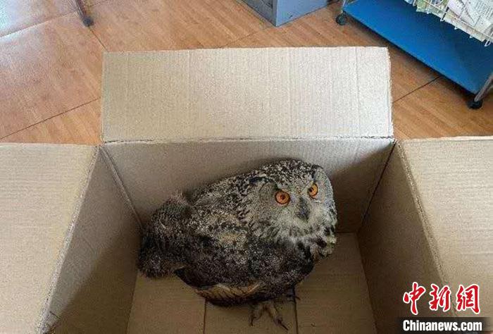 圖為青海省西寧市大通縣公安局森林警察大隊(duì)民警救助的國家二級(jí)保護(hù)野生動(dòng)物——雕鸮?！∏嗪Ｊ」矎d森林警察總隊(duì)供圖 攝