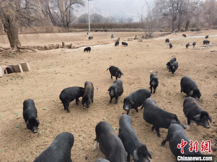 圖為藏香豬?！∑钤鲚?攝