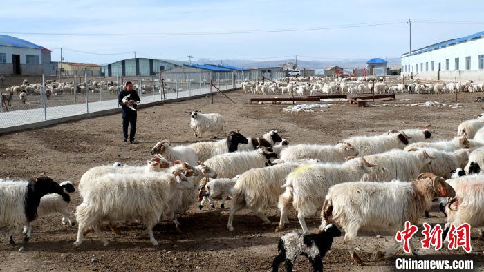 圖為馬金山查看羊羔長勢?！±铍h 攝