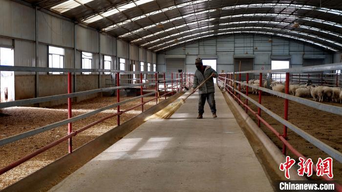 圖為放牧員扎布拉正在打掃羊棚衛(wèi)生?！±铍h 攝