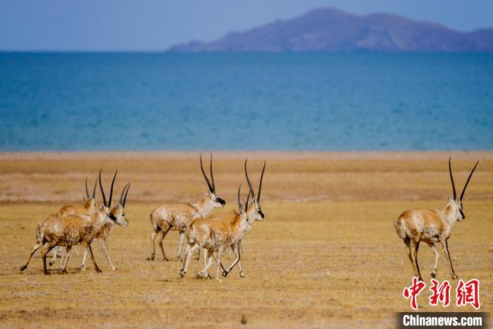 圖為西藏藏羚羊在色林錯(cuò)湖邊覓食，隨著保護(hù)措施的不斷加強(qiáng)，如今西藏藏羚羊種群數(shù)量獲得恢復(fù)性增長?！〗w波 攝