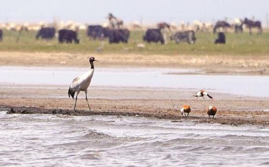  仙女灣一只黑頸鶴正在湖邊覓食。攝影：海東
