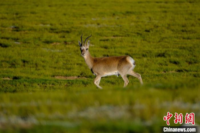 圖為西藏納木錯(cuò)湖邊的藏原羚休閑覓食?！〗w波 攝