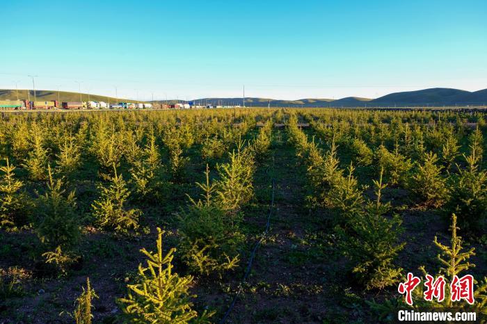 圖為科技團(tuán)隊(duì)在海拔4500米的西藏那曲種出“小森林”，其中超過7成成功越過5個(gè)冬天?！〗w波 攝