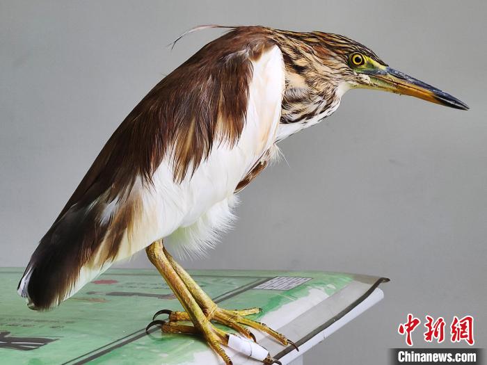 圖為被救助的國(guó)家一級(jí)重點(diǎn)保護(hù)動(dòng)物池鷺?！×鴿商?攝