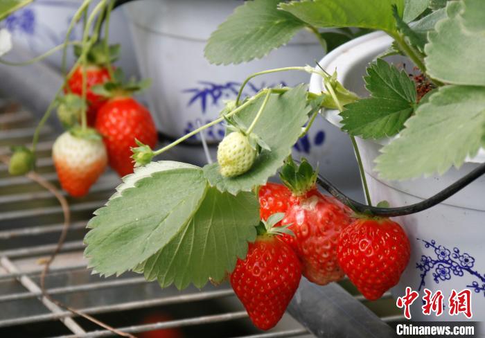 青?；ブ捍蛟烊珖畲蟾咴葺N苗繁育中心