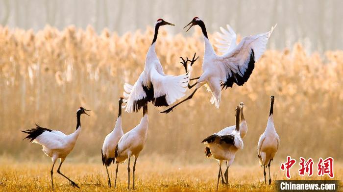 江蘇鹽城黃海濕地上的丹頂鶴?！←}城市委宣傳部供圖