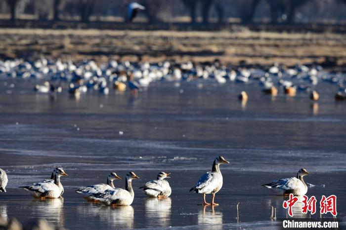 圖為拉薩市林周縣境內(nèi)越冬的候鳥?！∝暩聛硭?攝