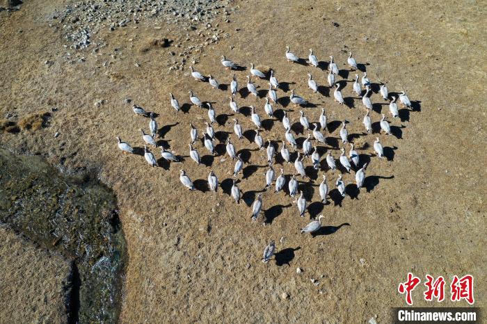 圖為拉薩市林周縣境內(nèi)越冬的候鳥?！∝暩聛硭?攝