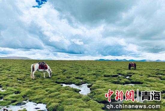 圖為長(zhǎng)江南源沼澤濕地。李江寧攝