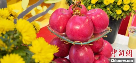 2021年10月15日，中國蘋果首屆產(chǎn)銷峰會暨甘肅平?jīng)龉焚Q(mào)易大會在平?jīng)鍪徐o寧縣開幕。(資料圖) 魏建軍 攝