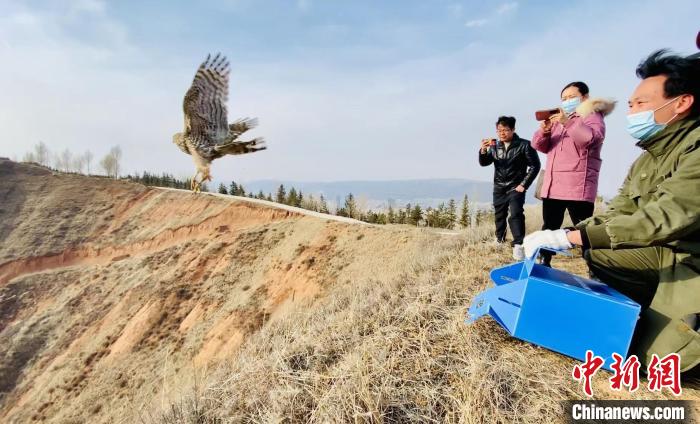 青海：救助、放歸四只國(guó)家二級(jí)保護(hù)野生動(dòng)物