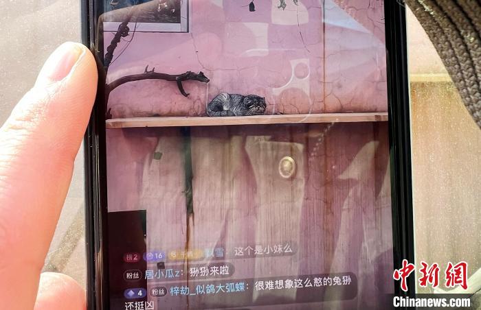 圖為雪豹“奶爸”史壽軍正在直播。　馬銘言 攝
