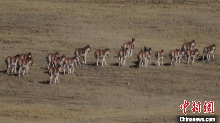 圖為草地上的西藏野驢。　安維斌 攝
