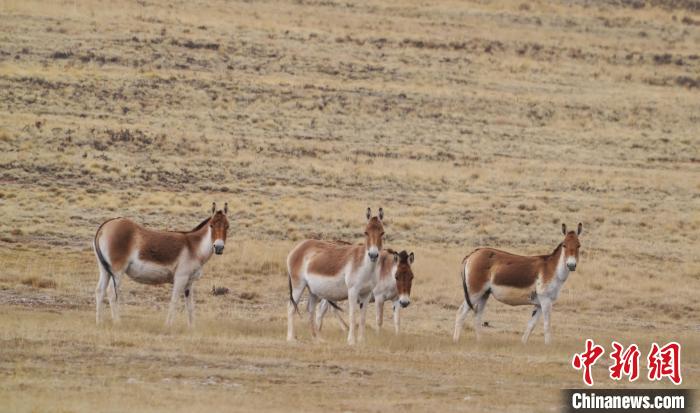 圖為草地上的西藏野驢?！“簿S斌 攝