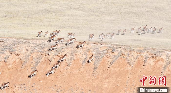 圖為西藏野驢奔跑在山間?！∥溲┓?攝