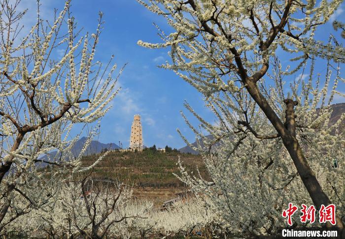 潔白的李花與碉樓交相輝映，勾勒出一幅美麗的和諧生態(tài)畫卷。　何清海 攝