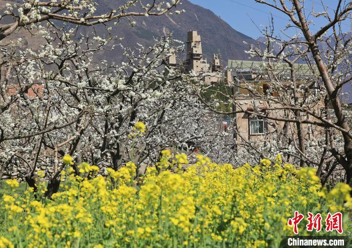 潔白的李花與村寨交相輝映，勾勒出一幅美麗的和諧生態(tài)畫卷?！『吻搴?攝