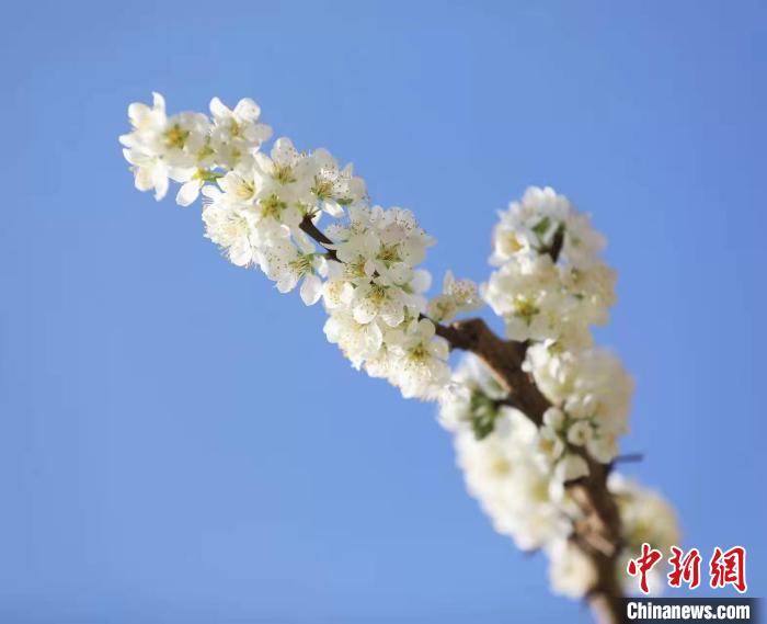 李花盛開?！『吻搴?攝