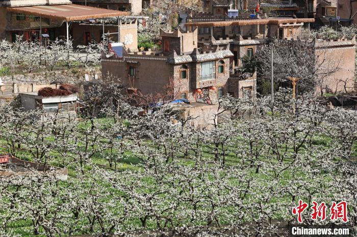 潔白的李花與村寨交相輝映，勾勒出一幅美麗的和諧生態(tài)畫卷?！『吻搴?攝