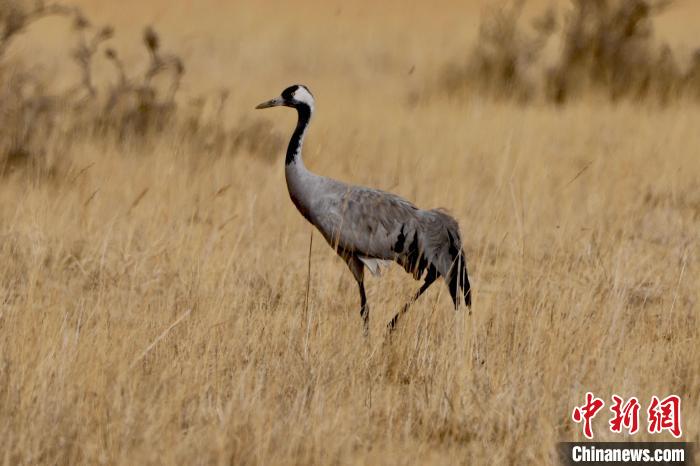 圖為灰鶴在青海海西蒙古族藏族自治州都蘭縣巴隆地區(qū)“閑庭漫步”?！?松太加 攝