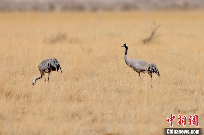 圖為灰鶴在青海海西蒙古族藏族自治州都蘭縣巴隆地區(qū)“閑庭漫步”?！?松太加 攝