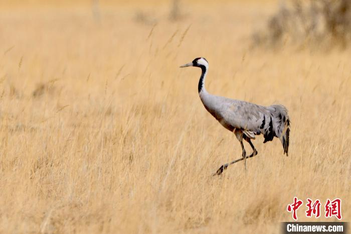 圖為灰鶴在青海海西蒙古族藏族自治州都蘭縣巴隆地區(qū)“閑庭漫步”?！?松太加 攝