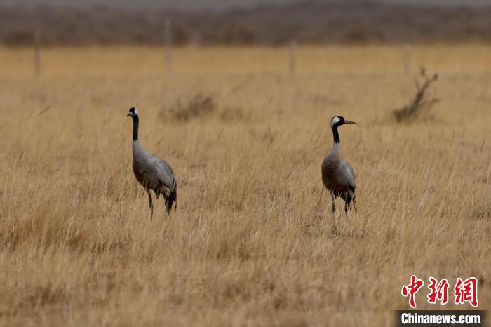 圖為灰鶴在青海海西蒙古族藏族自治州都蘭縣巴隆地區(qū)“閑庭漫步”?！?松太加 攝