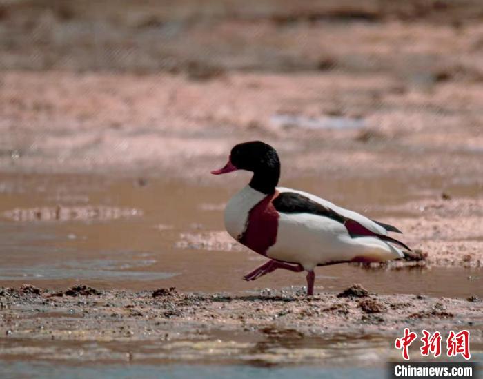 圖為翹鼻麻鴨?！」Π栽?攝