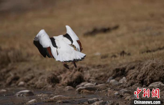 圖為翹鼻麻鴨?！」Π栽?攝