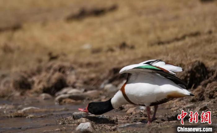 圖為翹鼻麻鴨?！」Π栽?攝
